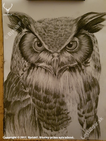 Owl/ Sova
