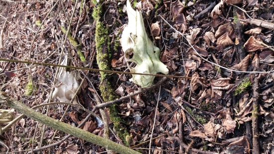 Náhoda alebo pitliactvo?