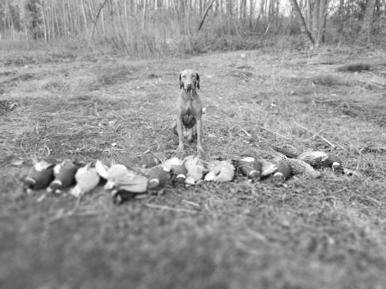 Ja to mam proste rada...