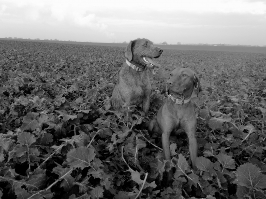 Naši pomocnici a milačikovia