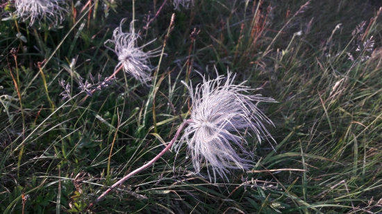 Nevie niekto co je to za rastlinu?