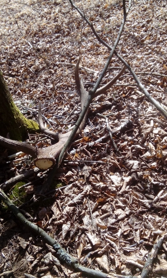 Dvanásť torak 2,45kg