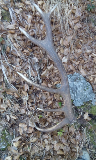 Šestnastorak 2,93 kg