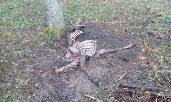 Pekny jelen to asi bol