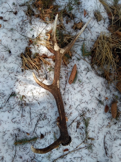 Môj prvý parôžtek :)