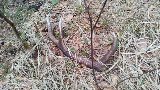 Nedeľný desatorák