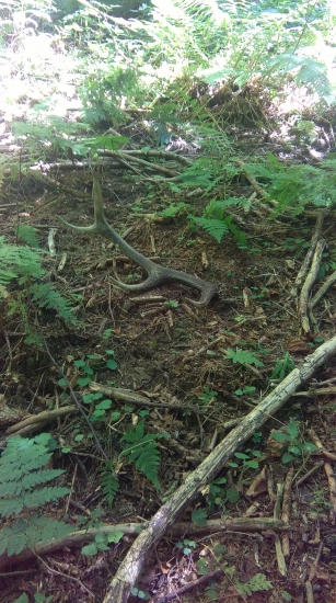 Stále sa dajú nájsť..