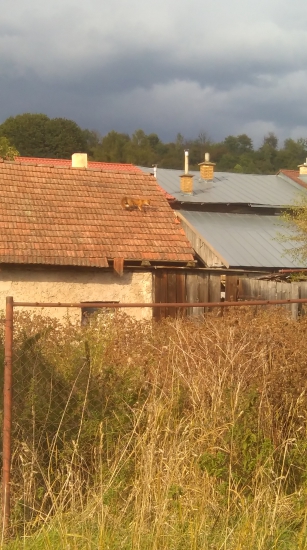 Prefíkaná líška na streche..