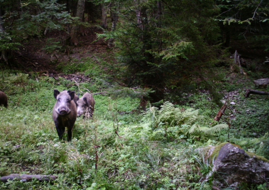 sus scrofa