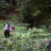 sus scrofa