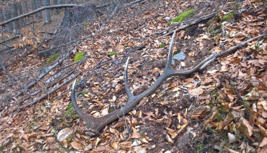 čierno biely krásavec