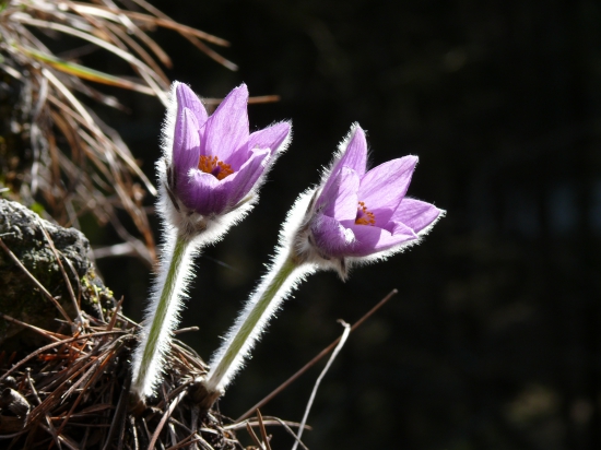 Poniklec - pozdrav jari