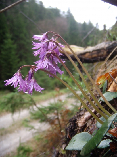 Soldanelka karpatská