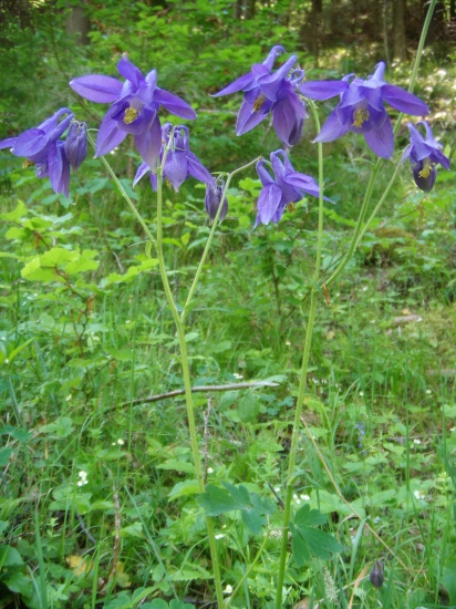 Orlíček obyčajný