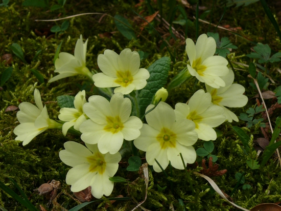 Prvosienka bezbyľová