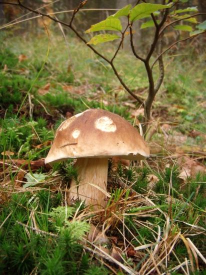 Spomienka z vlaňajška