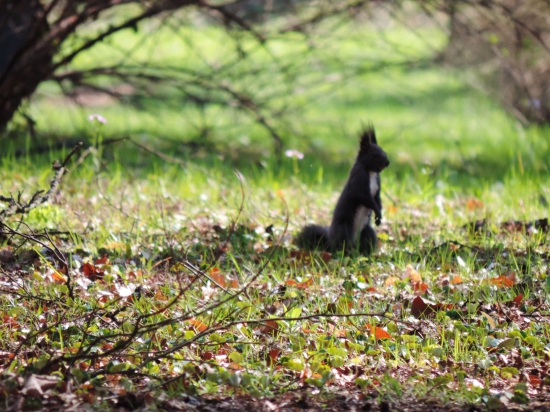 hladanie orieškov...