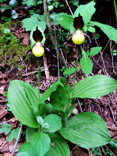 črievičník papučkový