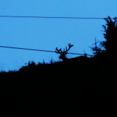 večerný horizont...