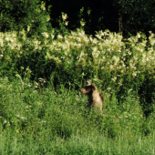 bol ďaleko ale predsa...