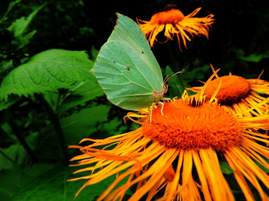 Žltáčik rešetliakový