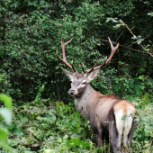 ranné stretnutie...