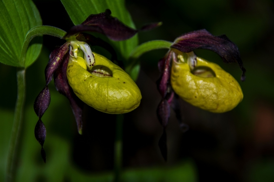 Črievičník papučkový