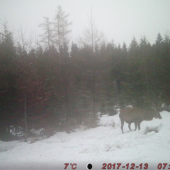 jelenik
