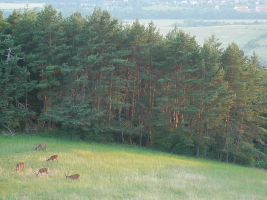 Kosačky