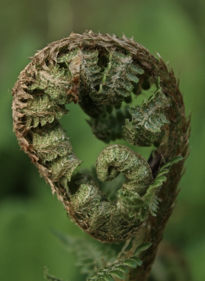 Krása detailov budúceho papradia