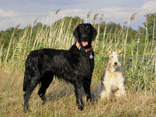 Najlepšie parťáčky