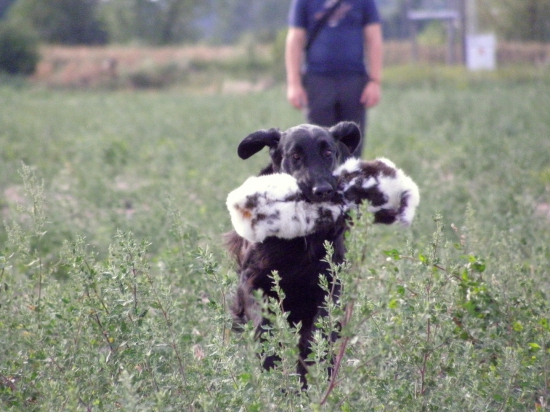 Tréning s králikom