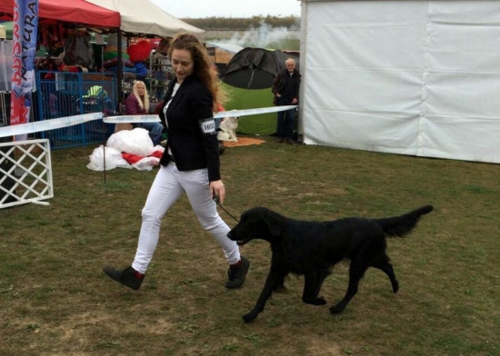 Poľovníčky vo výstavnom kruhu