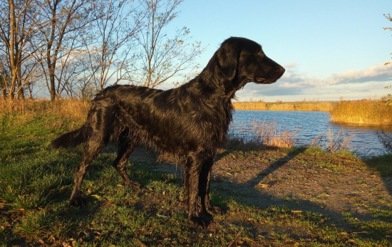 Flat v jeho prirodzenom prostredí