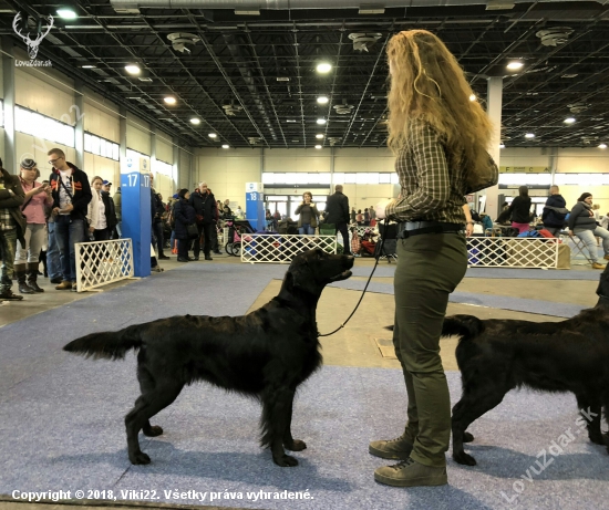 FeHoVa Winter Dogshow