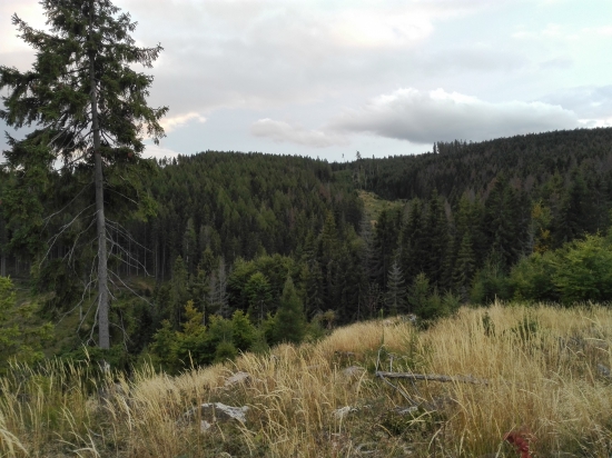 Čakanie na kraľa
