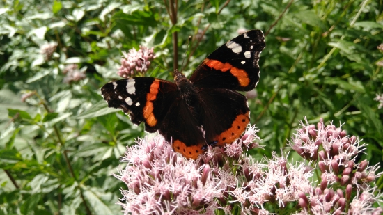 Babôčka admirálska (Vanessa atalanta)