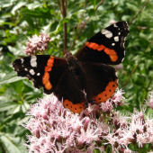 Babôčka admirálska (Vanessa atalanta)