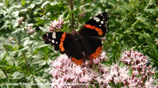 Babôčka admirálska (Vanessa atalanta)