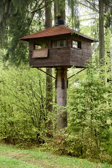 Kazatelna, kterou prochází kmen