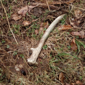 Špicáčik
