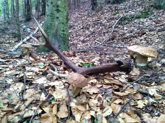 Prekvapenie na hubačke