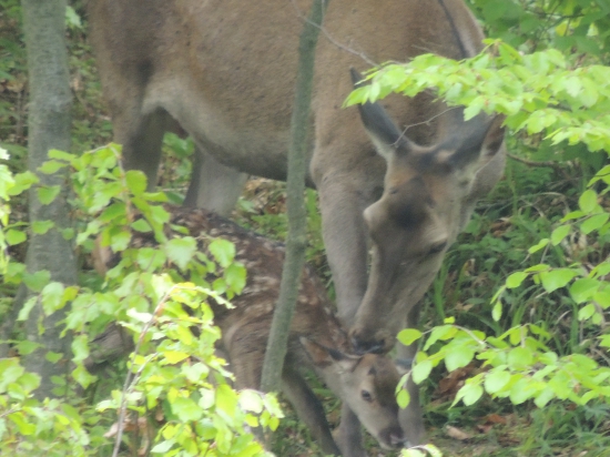 Novy prirastok