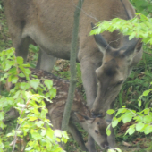Novy prirastok