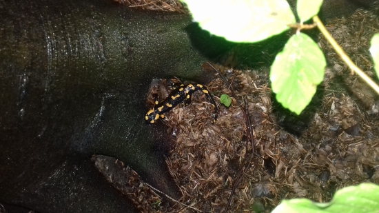 Salamandra škvrnitá