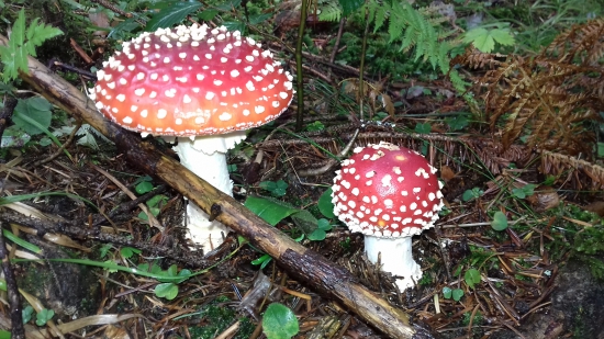 Muchotrávka červená