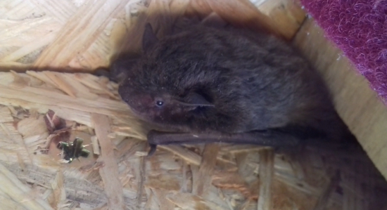 Chiroptera