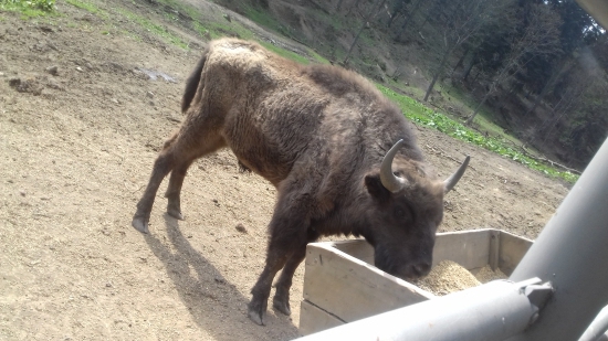 Zubor (Bison antiquus)