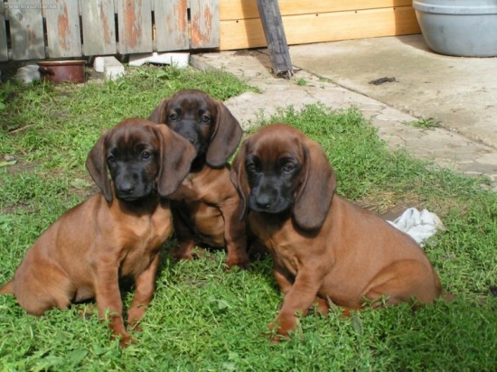 šteňata od Velického potoka