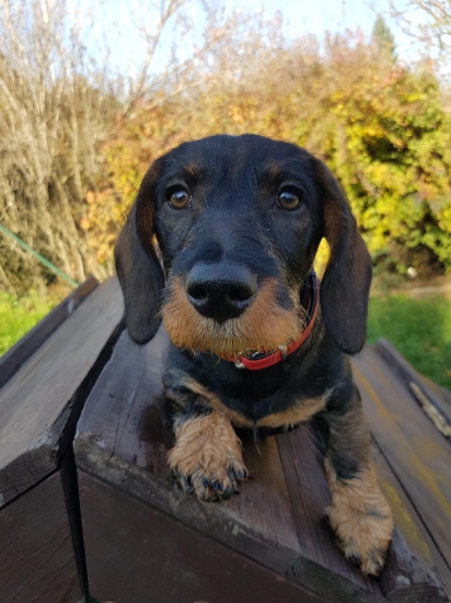 Bára z Agátovej doliny